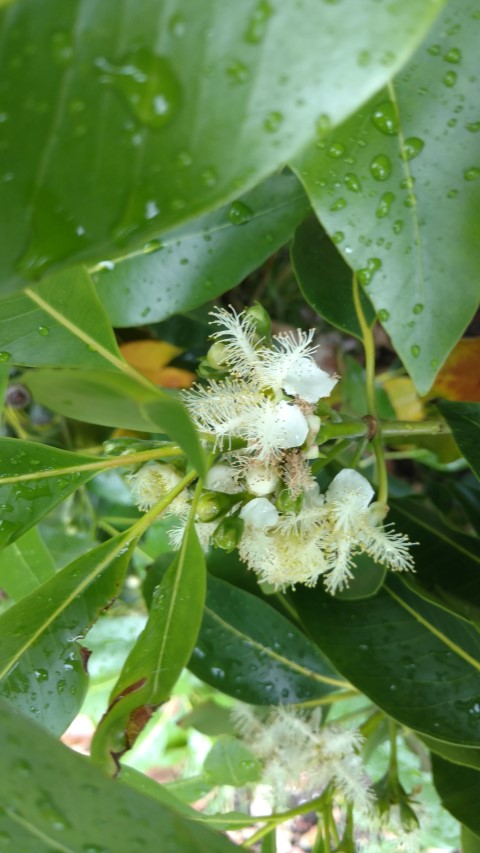 Lophostemon confertus plantplacesimage20161226_174712.jpg