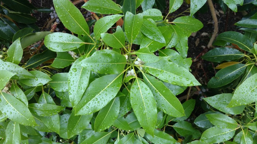 Lophostemon confertus plantplacesimage20161226_174732.jpg