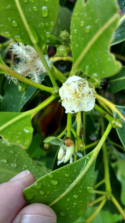 Lophostemon confertus plantplacesimage20161226_174742.jpg