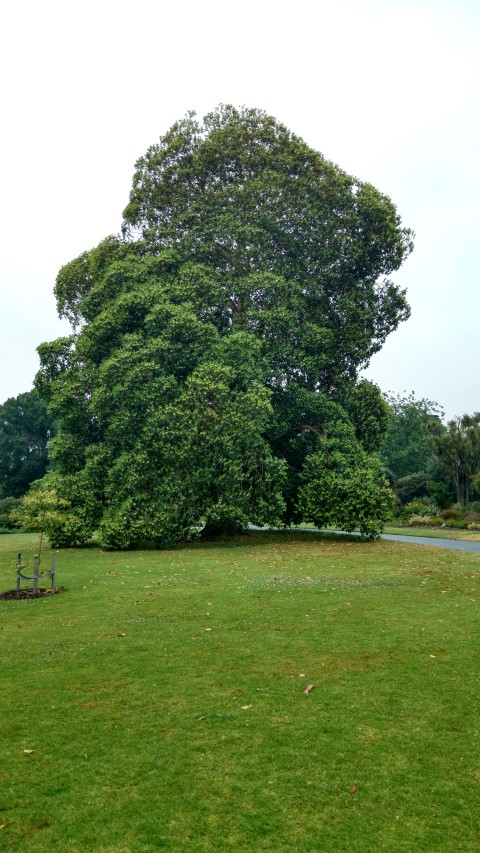 Lophostemon confertus plantplacesimage20161226_174832.jpg