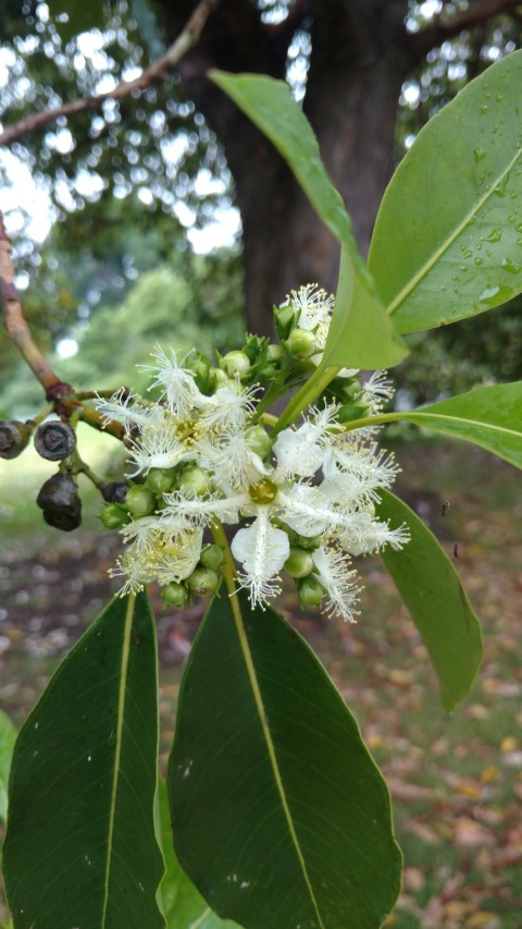 Lophostemon confertus plantplacesimage20161226_174910.jpg