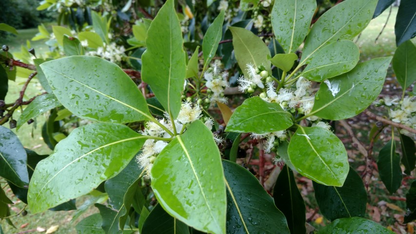 Lophostemon confertus plantplacesimage20161226_174917.jpg