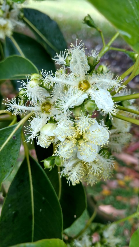 Lophostemon confertus plantplacesimage20161226_174927.jpg