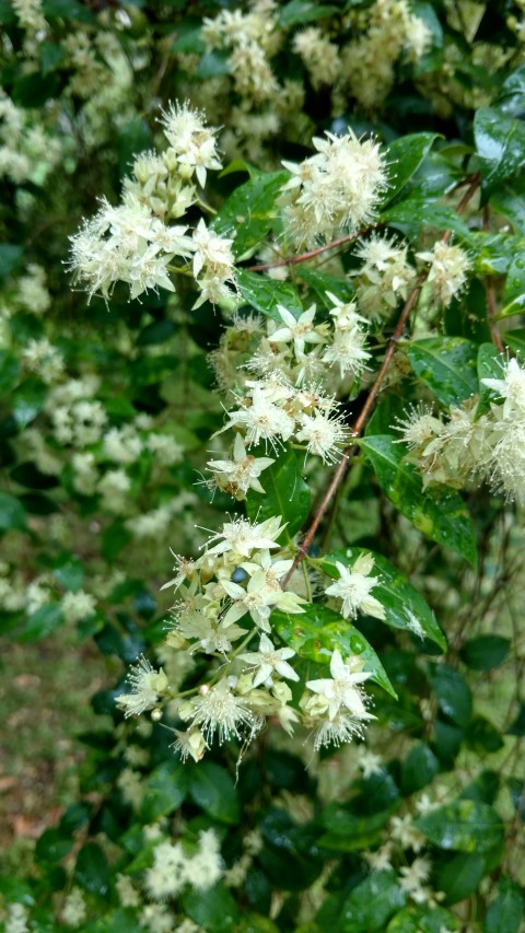 Backhousia myrtifolia plantplacesimage20161226_175106.jpg