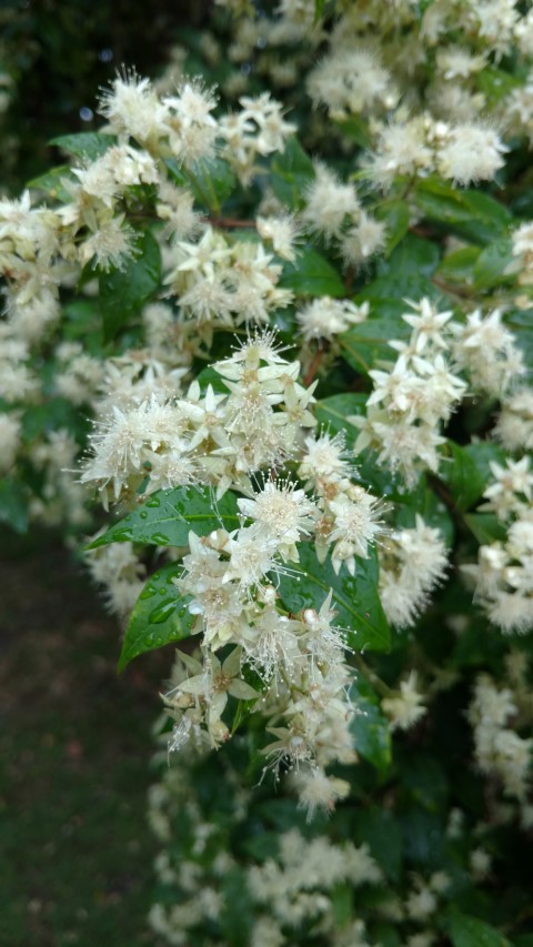 Backhousia myrtifolia plantplacesimage20161226_175118.jpg