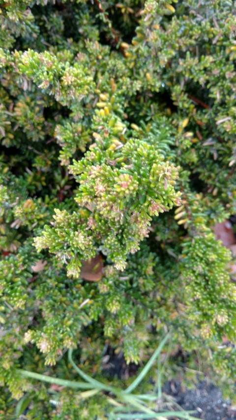 Grevillea lanigera plantplacesimage20161226_175338.jpg