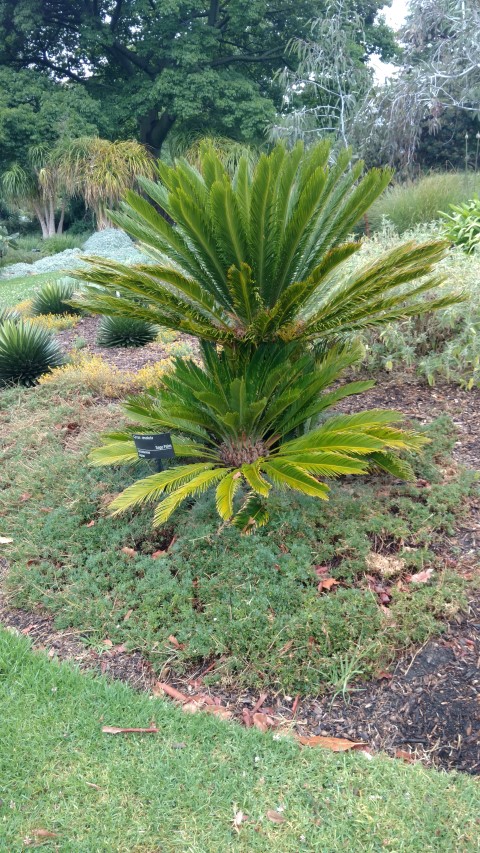 Cycas revoluta plantplacesimage20161226_175359.jpg