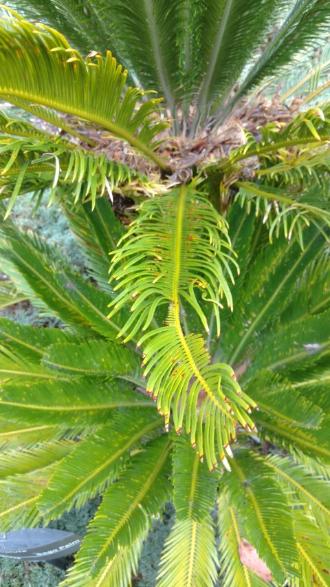 Cycas revoluta plantplacesimage20161226_175407.jpg