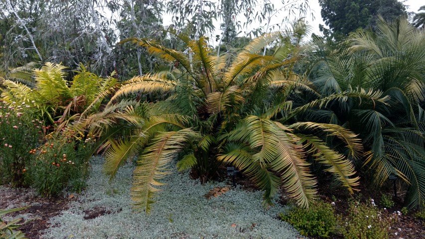 Lepidozamia peroffskyana plantplacesimage20161226_175731.jpg