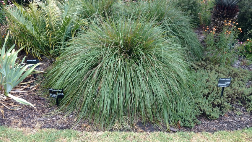 Lomandra confertifolia plantplacesimage20161226_180243.jpg