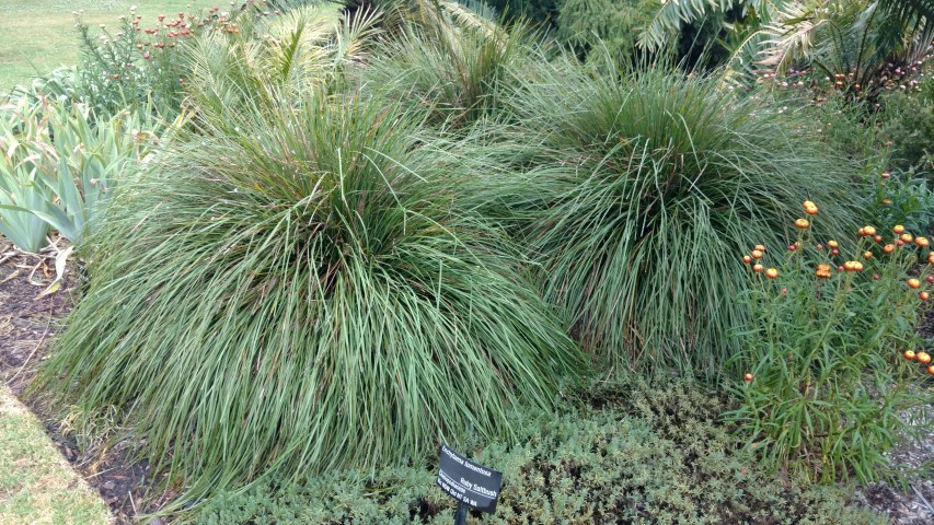 Lomandra confertifolia plantplacesimage20161226_180258.jpg