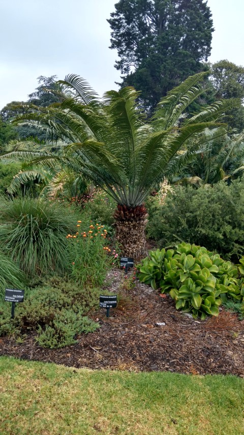 Lepidozamia peroffskyana plantplacesimage20161226_180315.jpg