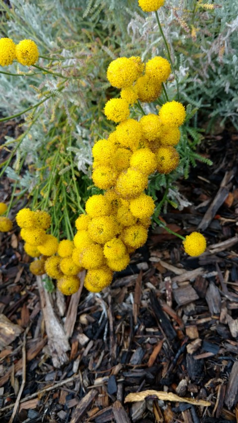 santolina chamaecyparissus plantplacesimage20161226_180423.jpg