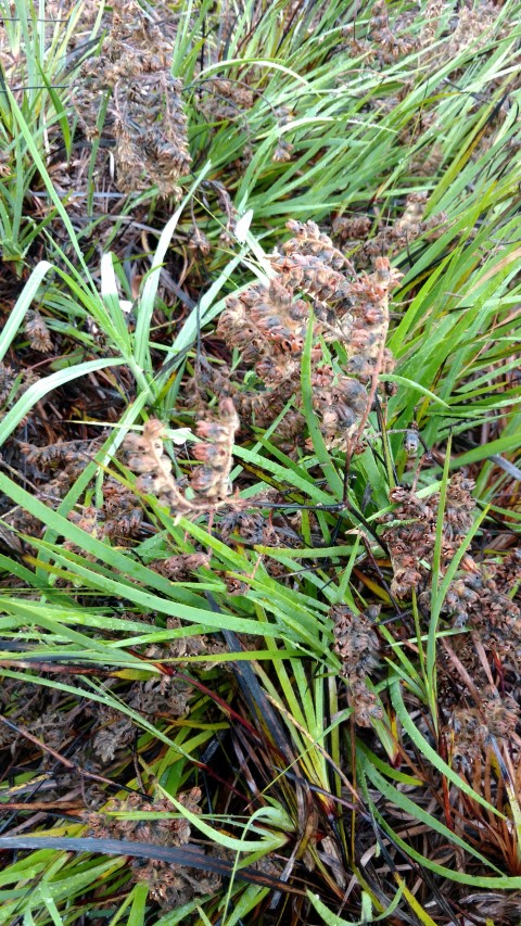 Conostylis aculeata plantplacesimage20161226_180547.jpg