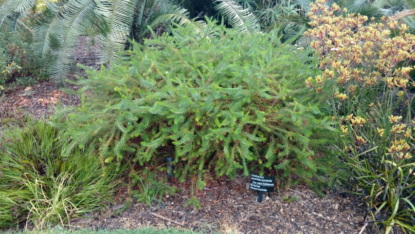 Calothamnus quadrifidus plantplacesimage20161226_180636.jpg