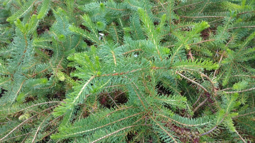 Calothamnus quadrifidus plantplacesimage20161226_180647.jpg