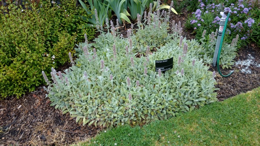 Calothamnus quadrifidus plantplacesimage20161226_180730.jpg