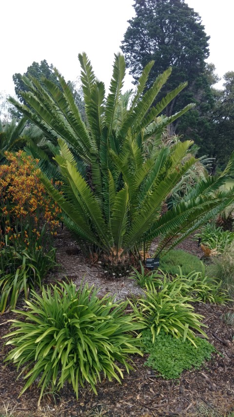 Encephalartos altensteinii plantplacesimage20161226_180803.jpg