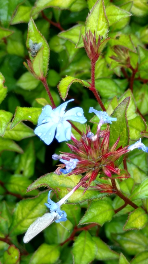 Ceratostigma willmottianum plantplacesimage20161226_180825.jpg