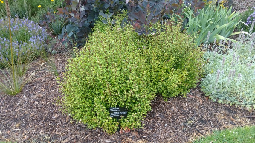 Ceratostigma willmottianum plantplacesimage20161226_180842.jpg