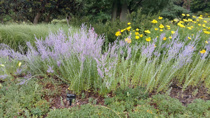 Perovskia atriplicifolia plantplacesimage20161226_180909.jpg