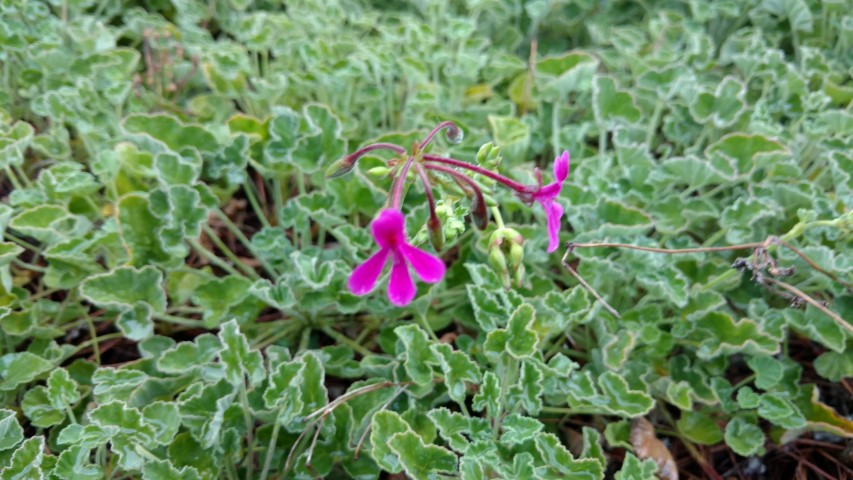 Pelargonium reinforme plantplacesimage20161226_180945.jpg