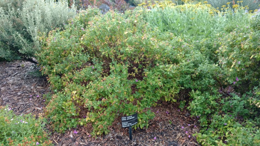 Cistus creticus plantplacesimage20161226_181448.jpg