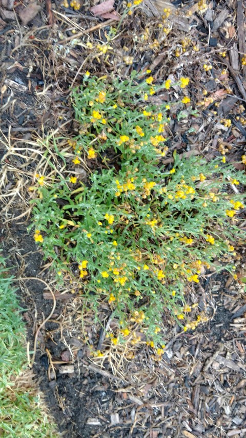 Chrysocephalum apiculatum plantplacesimage20161226_181523.jpg