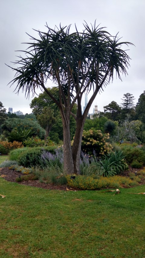 Aloe barberae plantplacesimage20161226_181624.jpg