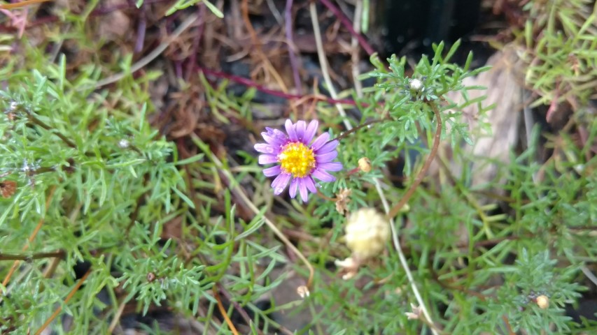 Brachyscome multifida plantplacesimage20161226_181700.jpg