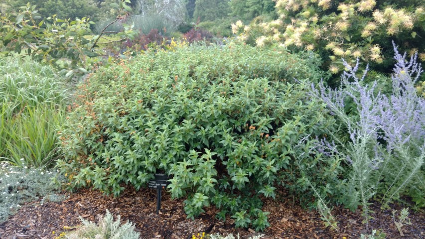 Cistus laurifolius plantplacesimage20161226_181754.jpg