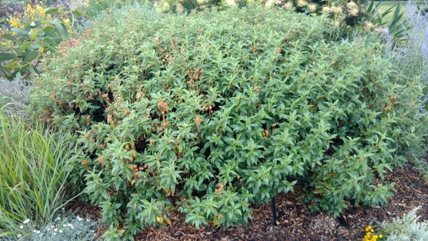 Cistus laurifolius plantplacesimage20161226_181803.jpg