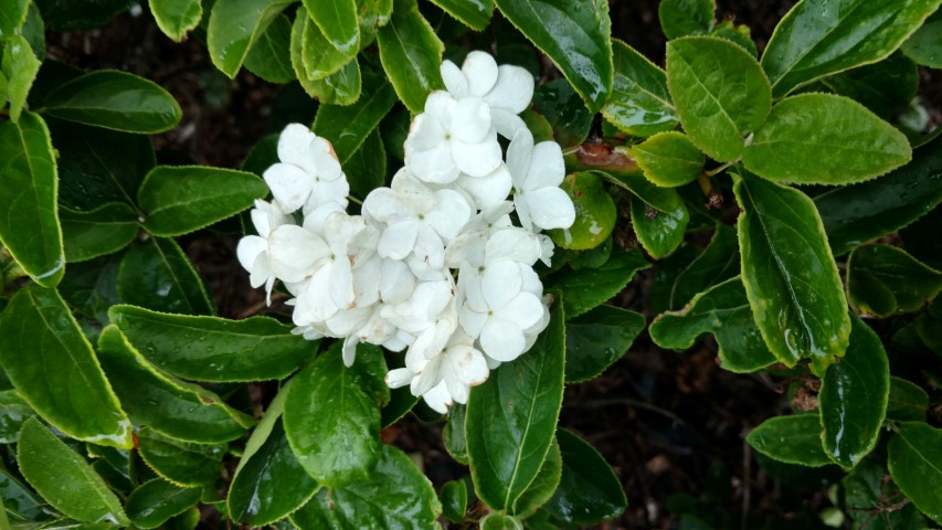 Viburnum macrocephalum plantplacesimage20161226_182146.jpg