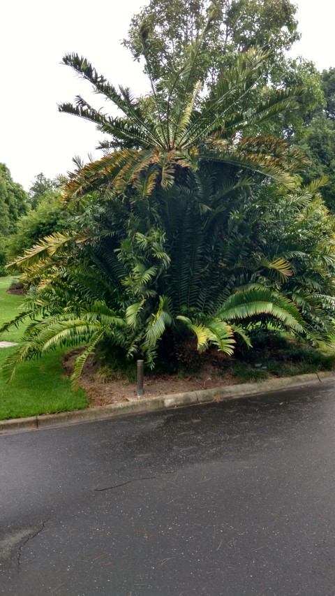 Encephalartos altensteinii plantplacesimage20161226_182610.jpg