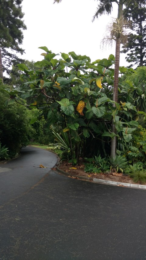 Ficus dammaropsis plantplacesimage20161226_182651.jpg