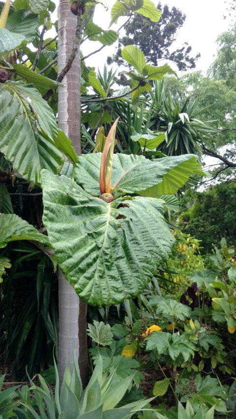 Ficus dammaropsis plantplacesimage20161226_182704.jpg