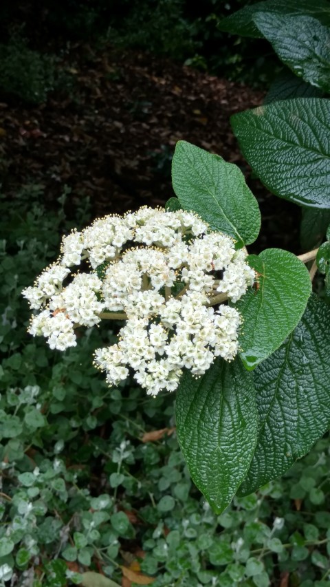 Viburnum lantana plantplacesimage20161226_183346.jpg