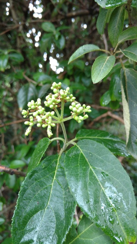 Viburnum macrocepha plantplacesimage20161226_183455.jpg