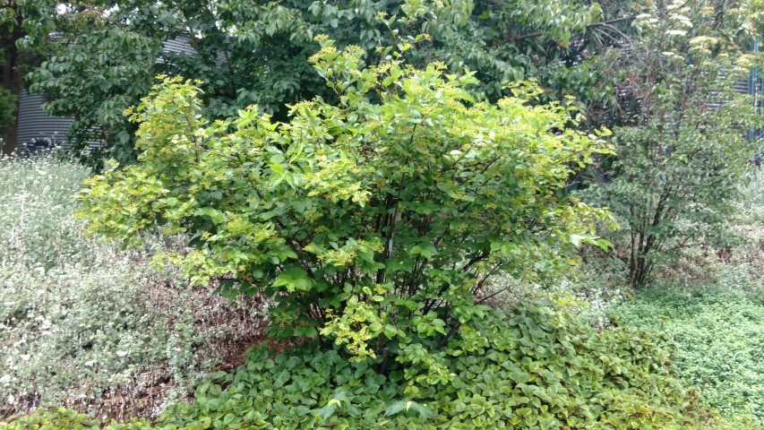 Viburnum dentatum plantplacesimage20161226_183610.jpg