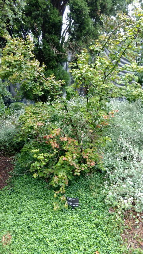 Viburnum erosum plantplacesimage20161226_183754.jpg