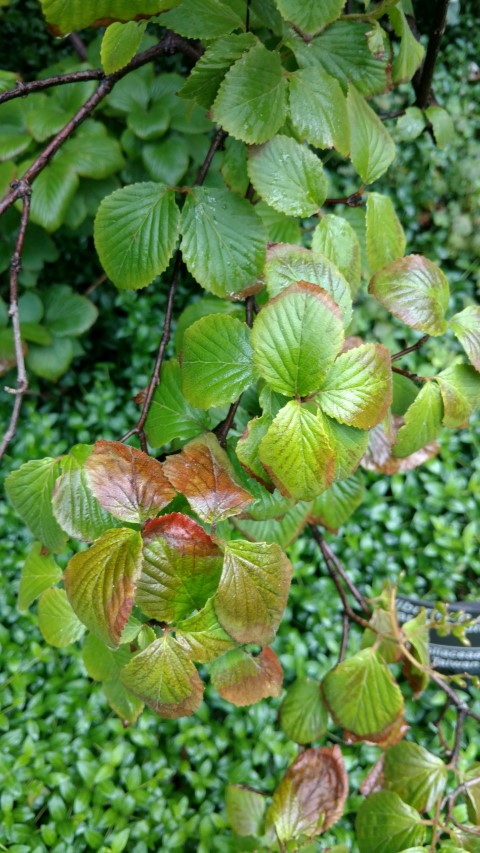 Viburnum erosum plantplacesimage20161226_183804.jpg