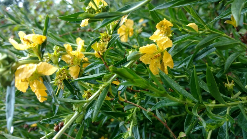 Heimia salicifolia plantplacesimage20161226_183915.jpg