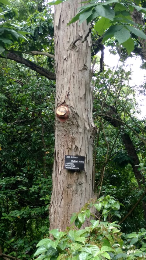 Carya laciniosa plantplacesimage20161226_184035.jpg