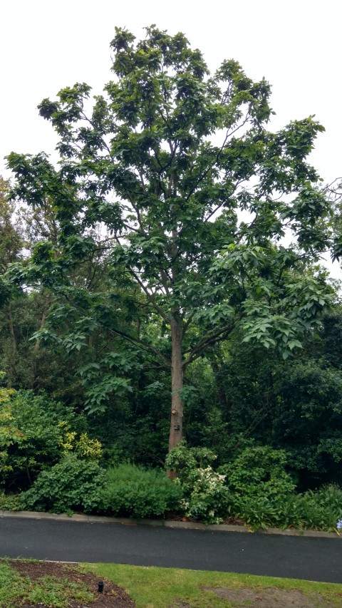 Carya laciniosa plantplacesimage20161226_184052.jpg