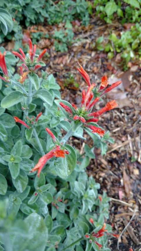 Dicliptera suberecta plantplacesimage20161226_184257.jpg