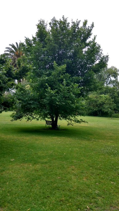 Ulmus spp plantplacesimage20161226_184851.jpg