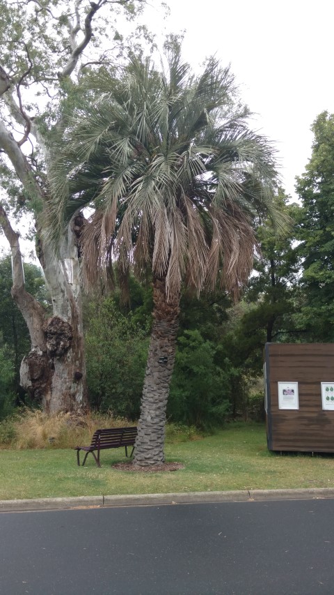 Butia odorata plantplacesimage20161226_184933.jpg