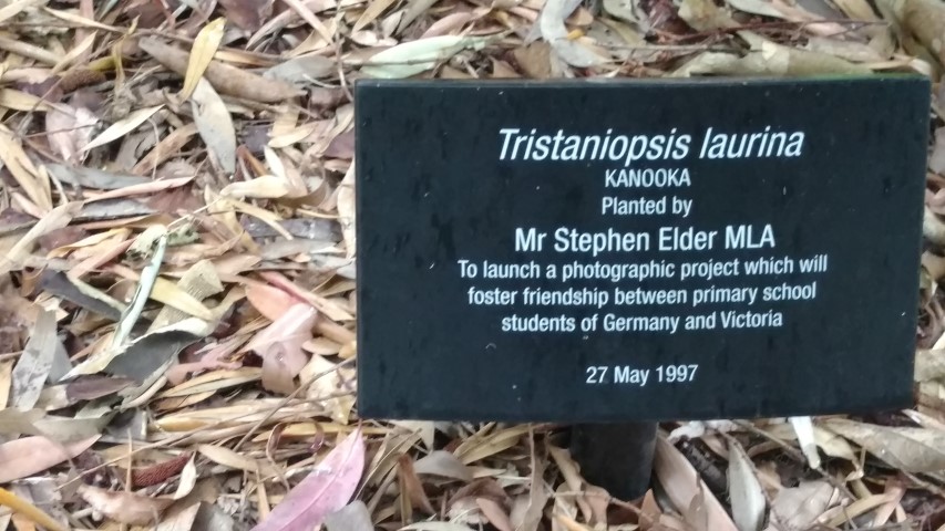 Tristaniopsis lauriana plantplacesimage20161226_185304.jpg