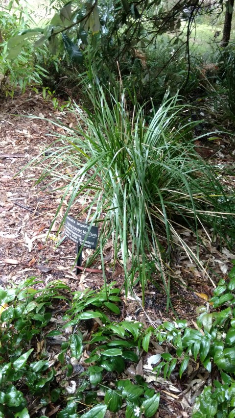 Lomandra longifolia plantplacesimage20161226_185350.jpg