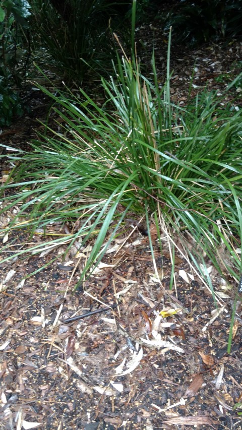 Lomandra longifolia plantplacesimage20161226_185402.jpg